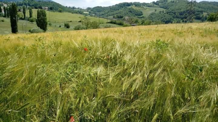 Casa Vacanze Campo D'Arco Nocera Umbra Dış mekan fotoğraf